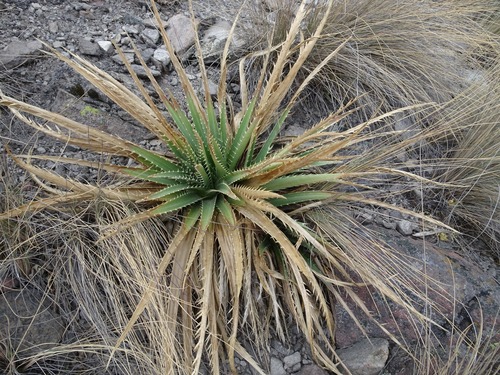 Mexican Sea holly