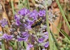 Anthidium florentinum