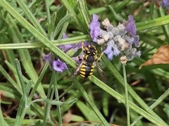 Anthidium florentinum