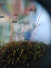 Ptychostomum capillare