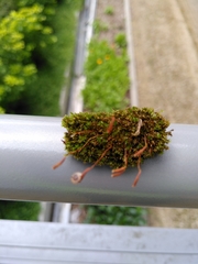 Ptychostomum capillare