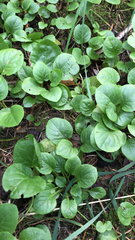 Pyrola rotundifolia