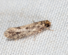 Niditinea fuscella