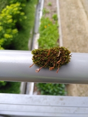 Ptychostomum capillare