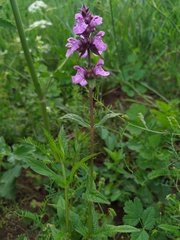 Stachys palustris