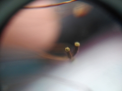 Ptychostomum capillare