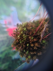 Ptychostomum capillare