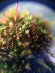 Ptychostomum capillare