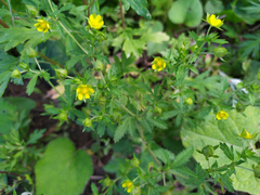 Potentilla norvegica