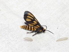 Amata trigonophora