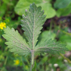 Potentilla norvegica