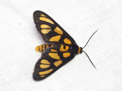Amata trigonophora