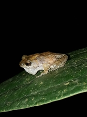 Raorchestes tuberohumerus
