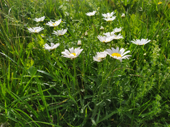 Leucanthemum ircutianum