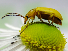Cteniopus sulphureus