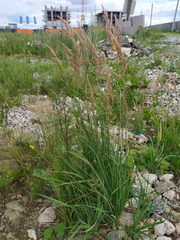Calamagrostis epigejos