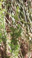 Erica lusitanica