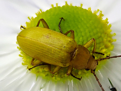 Cteniopus sulphureus