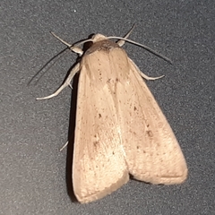 Leucania inconspicua