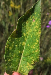 Coleosporium campanulae