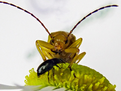 Cteniopus sulphureus