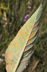 Coleosporium campanulae