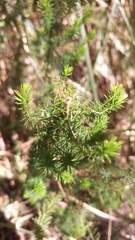 Erica lusitanica