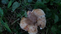 Russula pectinatoides