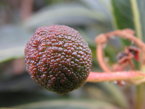 Image of Arbutus canariensis by (c) Daniel Cahen, some rights reserved (CC BY)