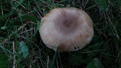 Russula pectinatoides