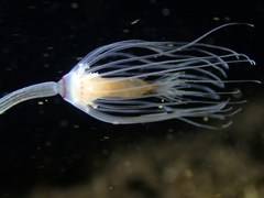 Tubulariidae