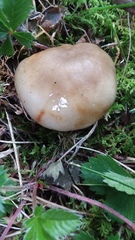 Russula pectinatoides