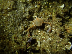 Ebalia intermedia