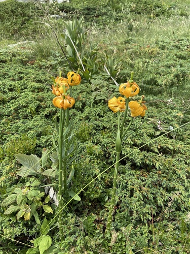 Lilium albanicum, photograph 2