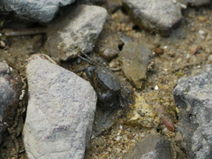 Hemigrapsus penicillatus