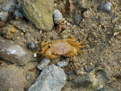 Hemigrapsus penicillatus