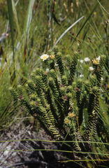 Osmitopsis parvifolia