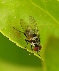 Anthomyia pluvialis