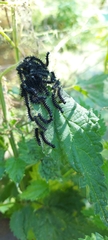 Aglais urticae
