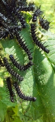 Aglais urticae