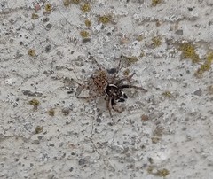 Menemerus semilimbatus