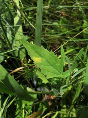 Peronospora variabilis
