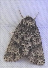 Acronicta impressa