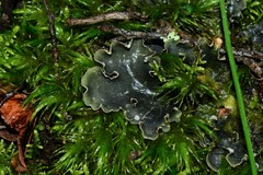 Peltigera dolichorhiza