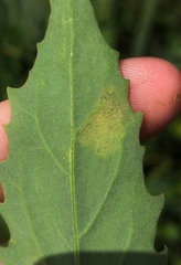 Peronospora variabilis