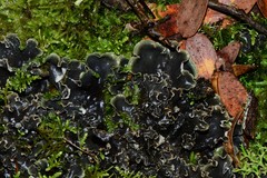 Peltigera dolichorhiza