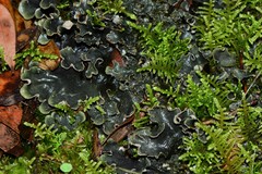 Peltigera dolichorhiza