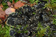 Peltigera dolichorhiza