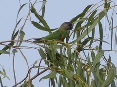 Poicephalus senegalus