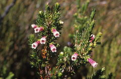 Erica leucotrachela